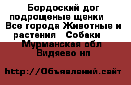 Бордоский дог подрощеные щенки.  - Все города Животные и растения » Собаки   . Мурманская обл.,Видяево нп